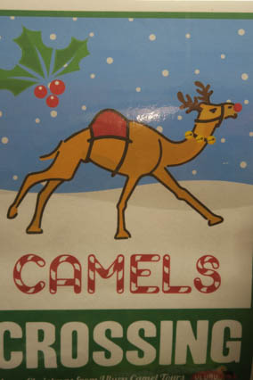 Mit dem Kamel durchs Outback