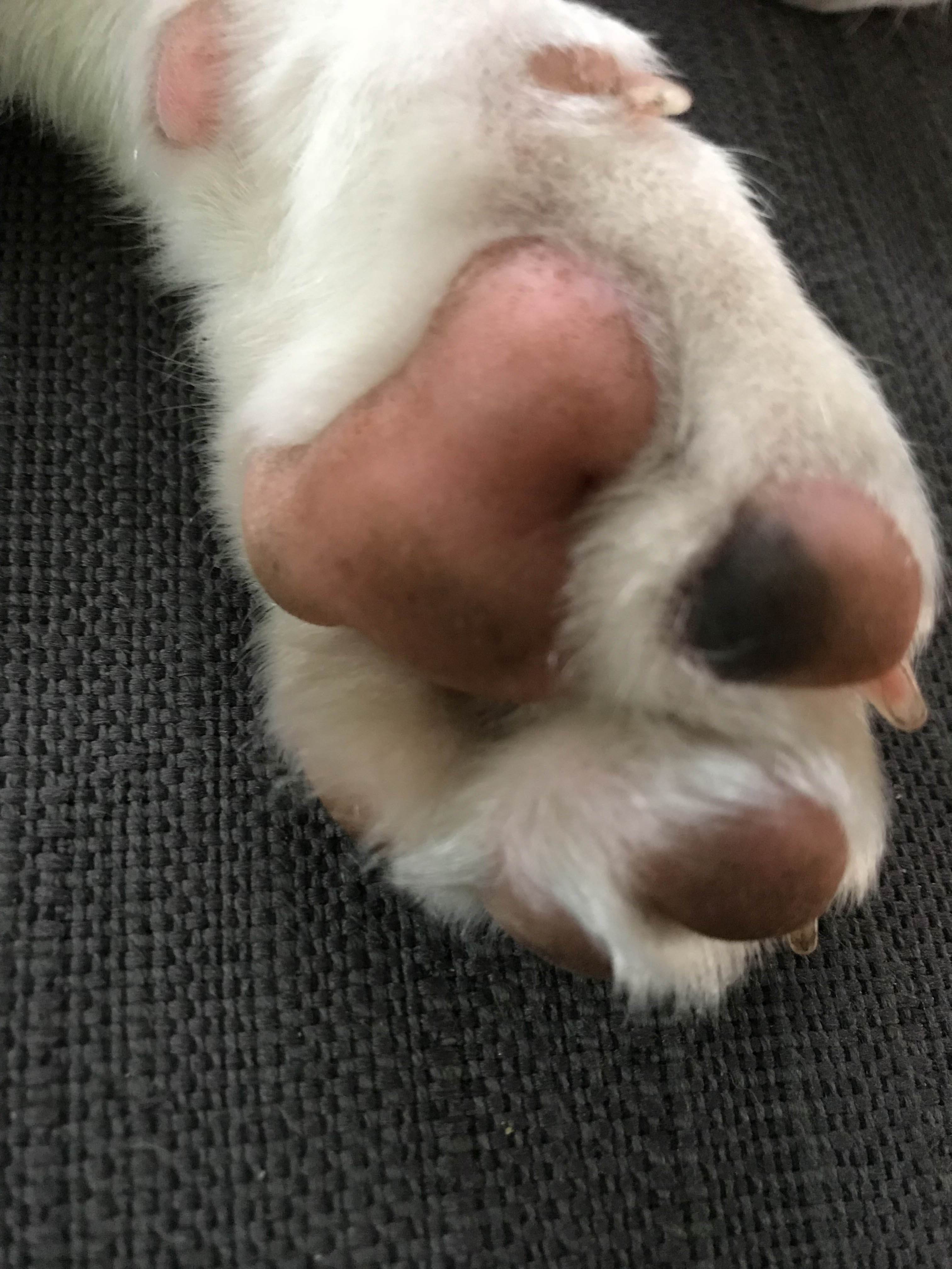 Fiete der Beagle – die ersten 2 Wochen